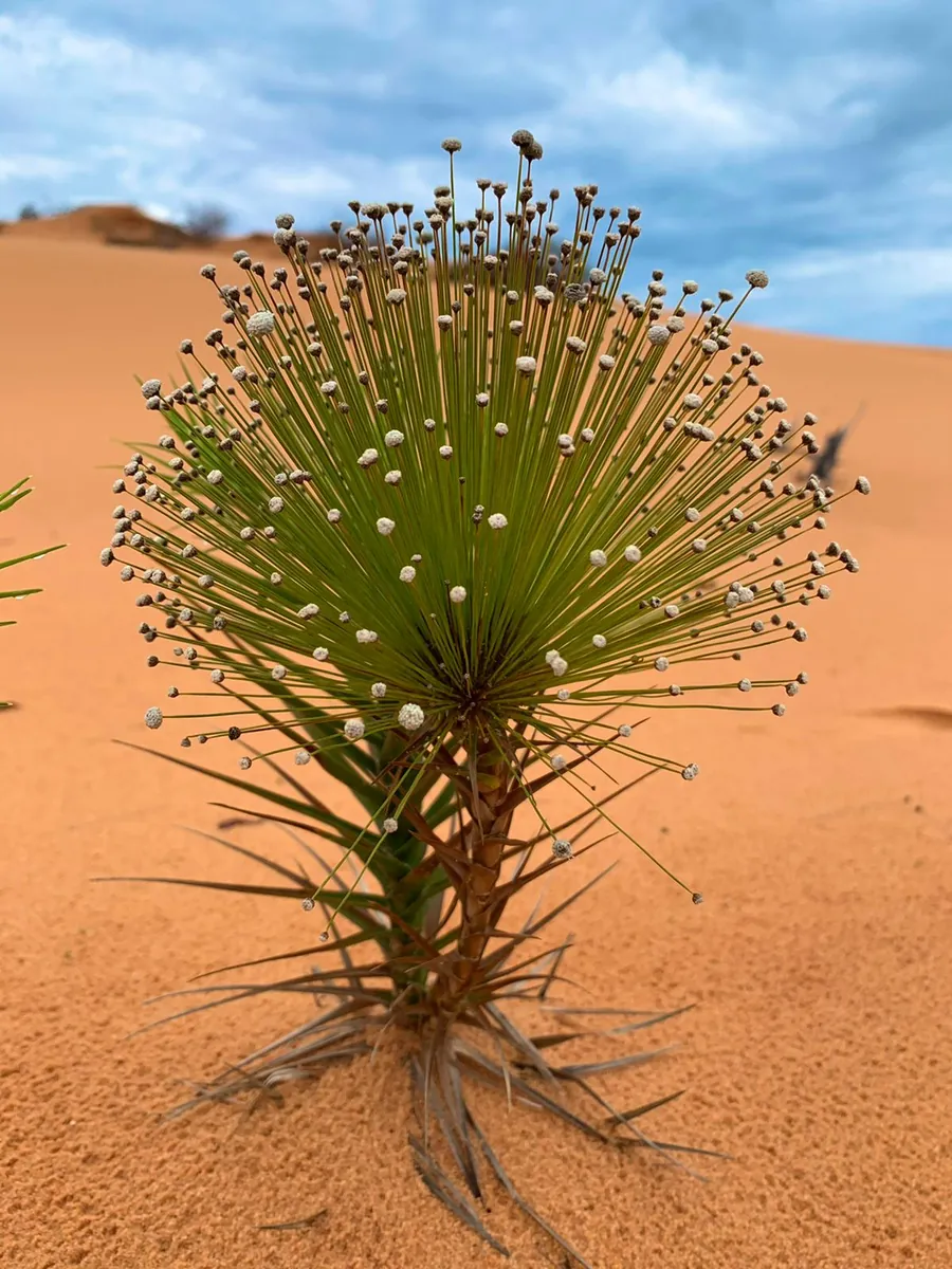 Siempreviva florecida sobre la arena de las dunas del Jalapão